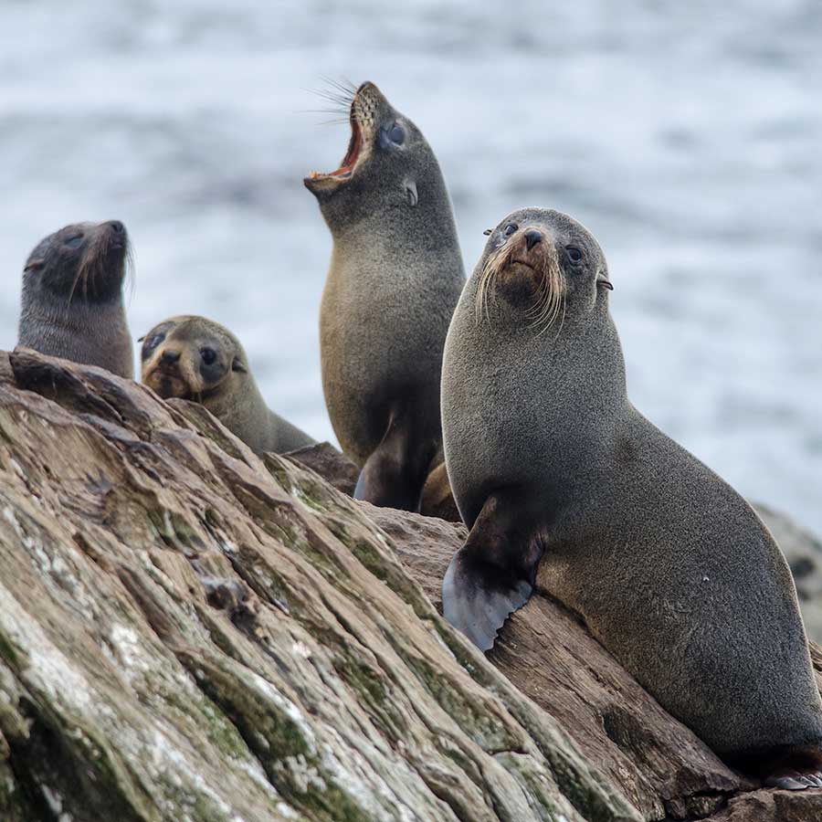 New Zealand Fur Seals at Milford Sound