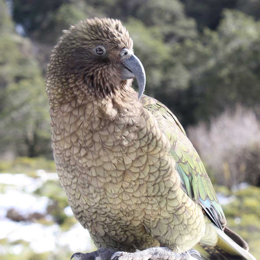 Mischievous Keas at Milford Sound