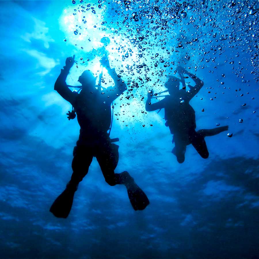 Scuba Diving at Milford Sound